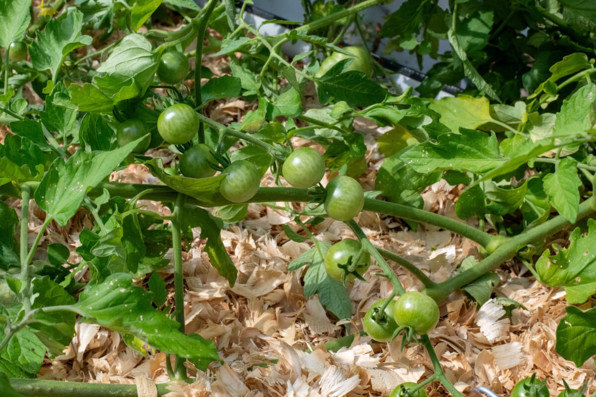 Sungold tomato truss with lots of tomatoes