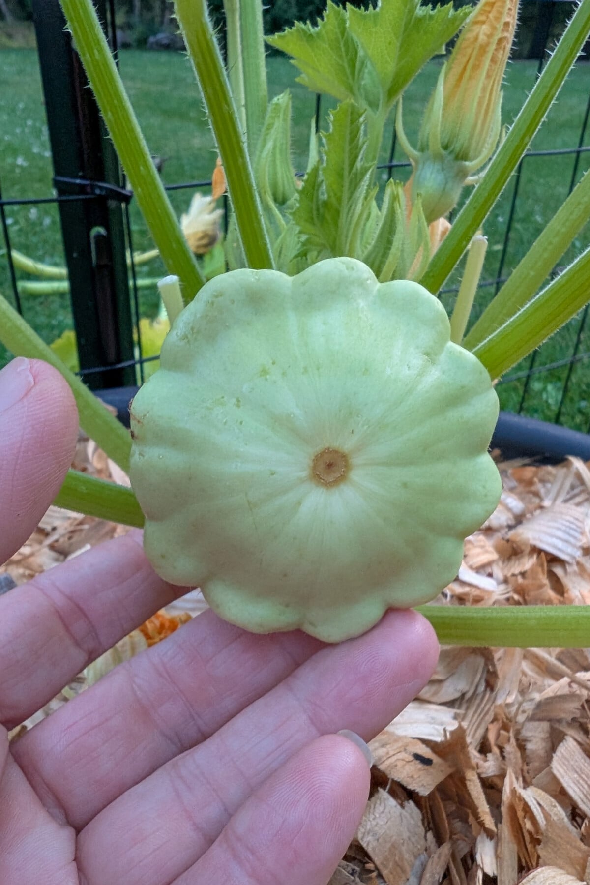 Patty pan squash