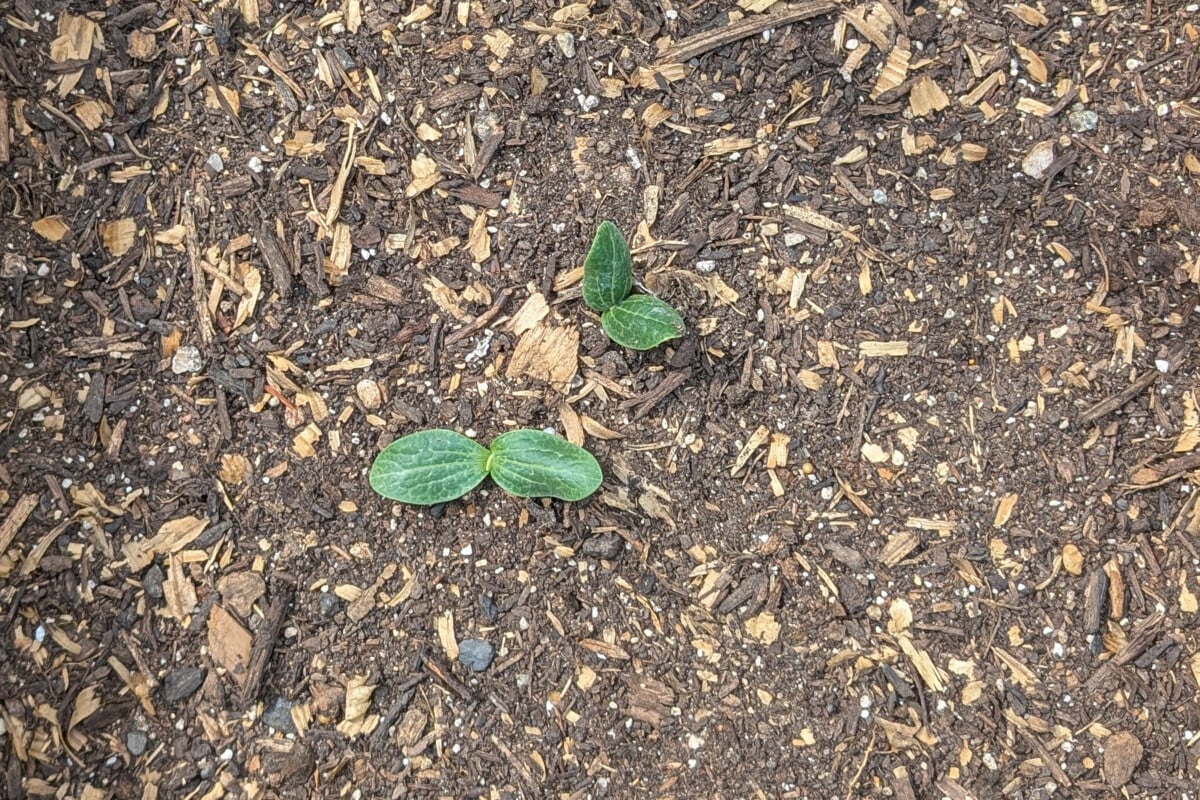 Two emerging zucchini seedlings