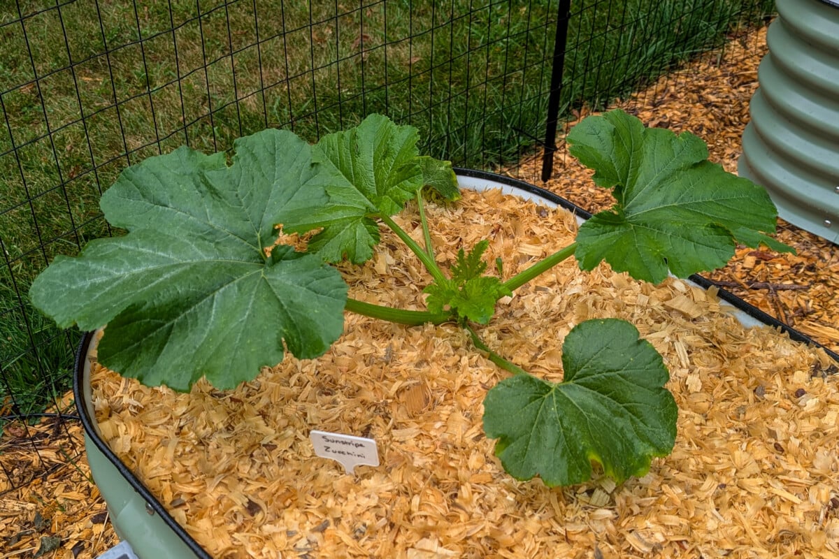 Zucchini seedling growing