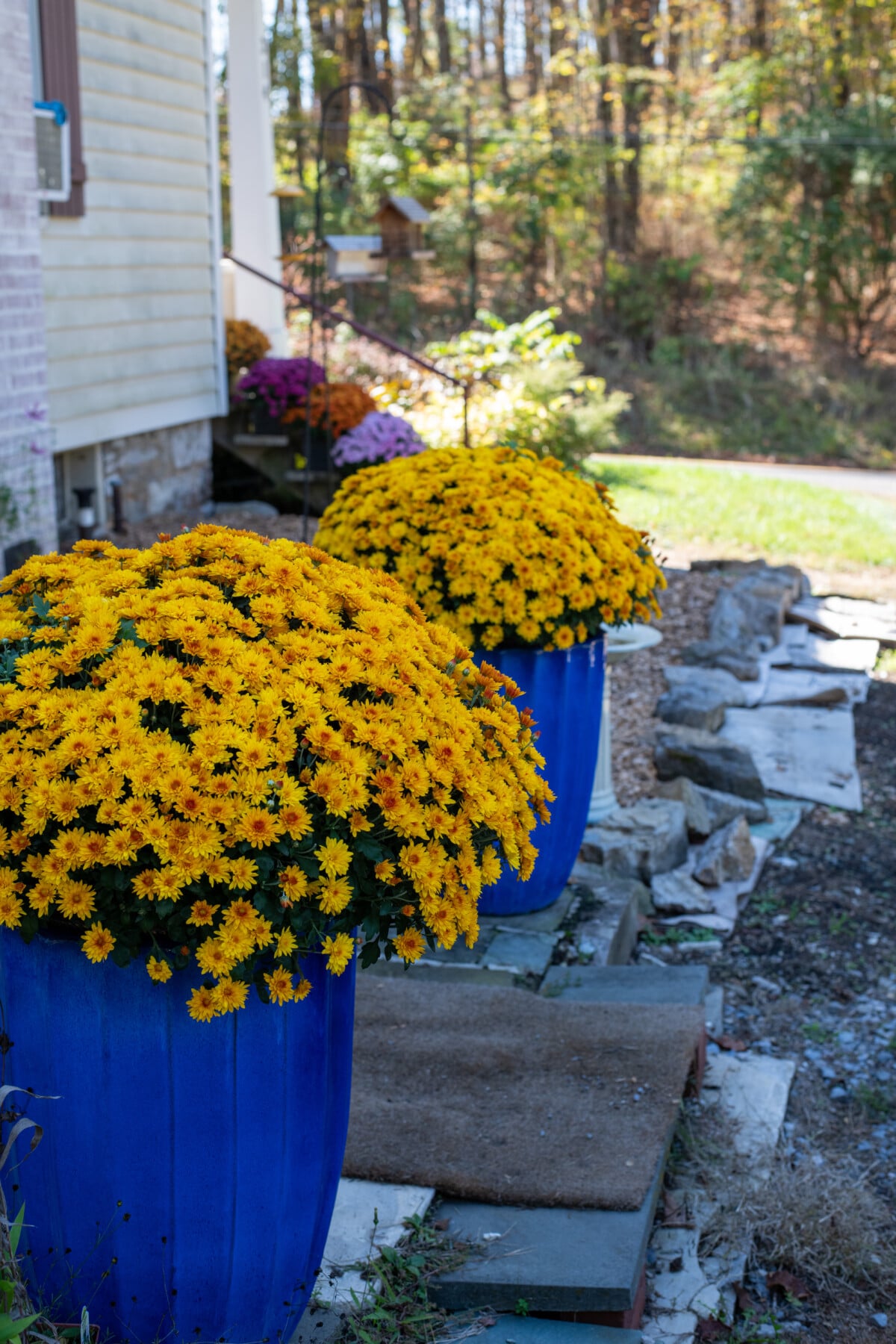 Colorful mums on dispaly
