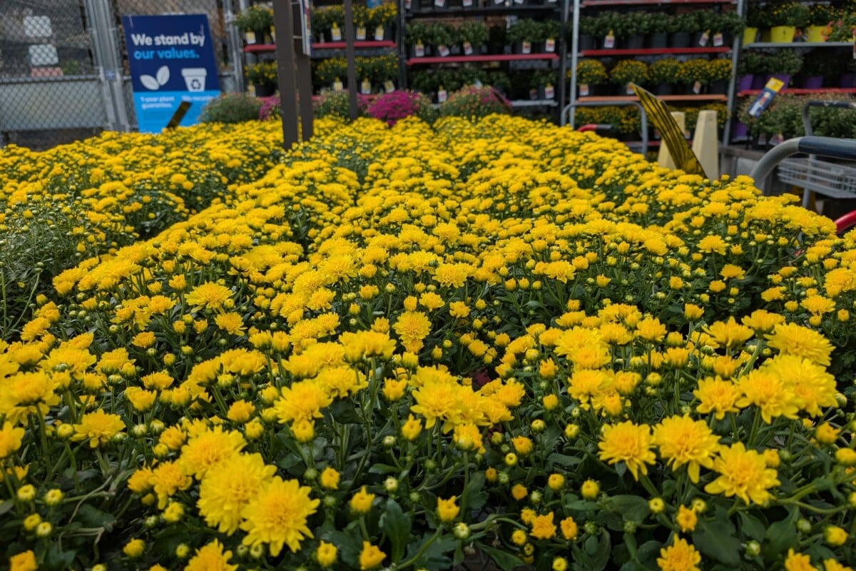 mums for sale