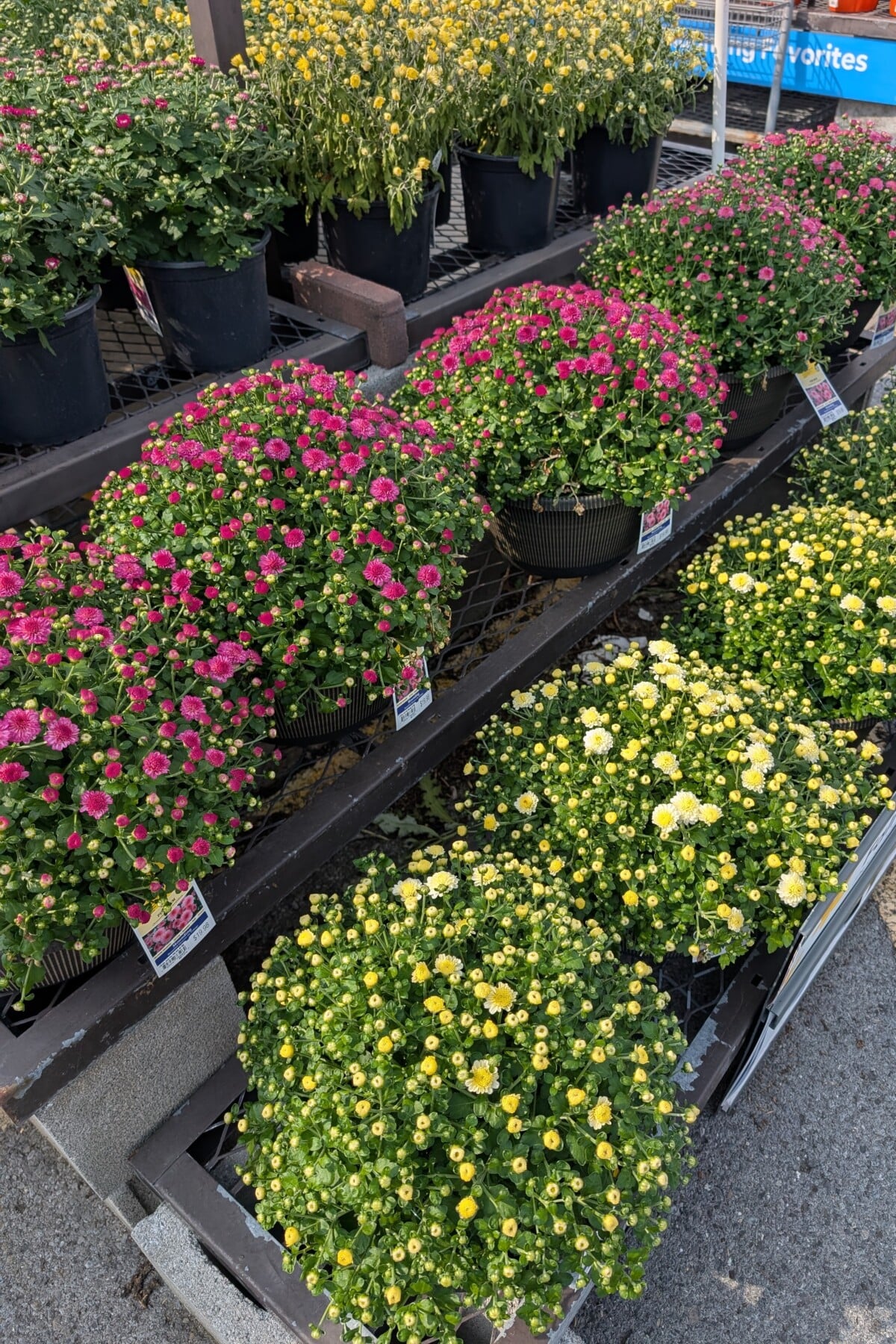 Mums for sale in August
