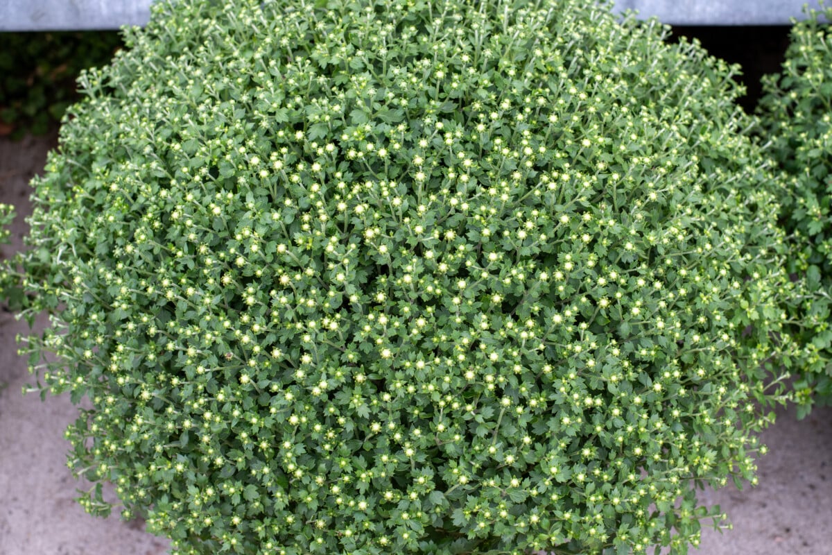chrysanthemum getting ready to bloom