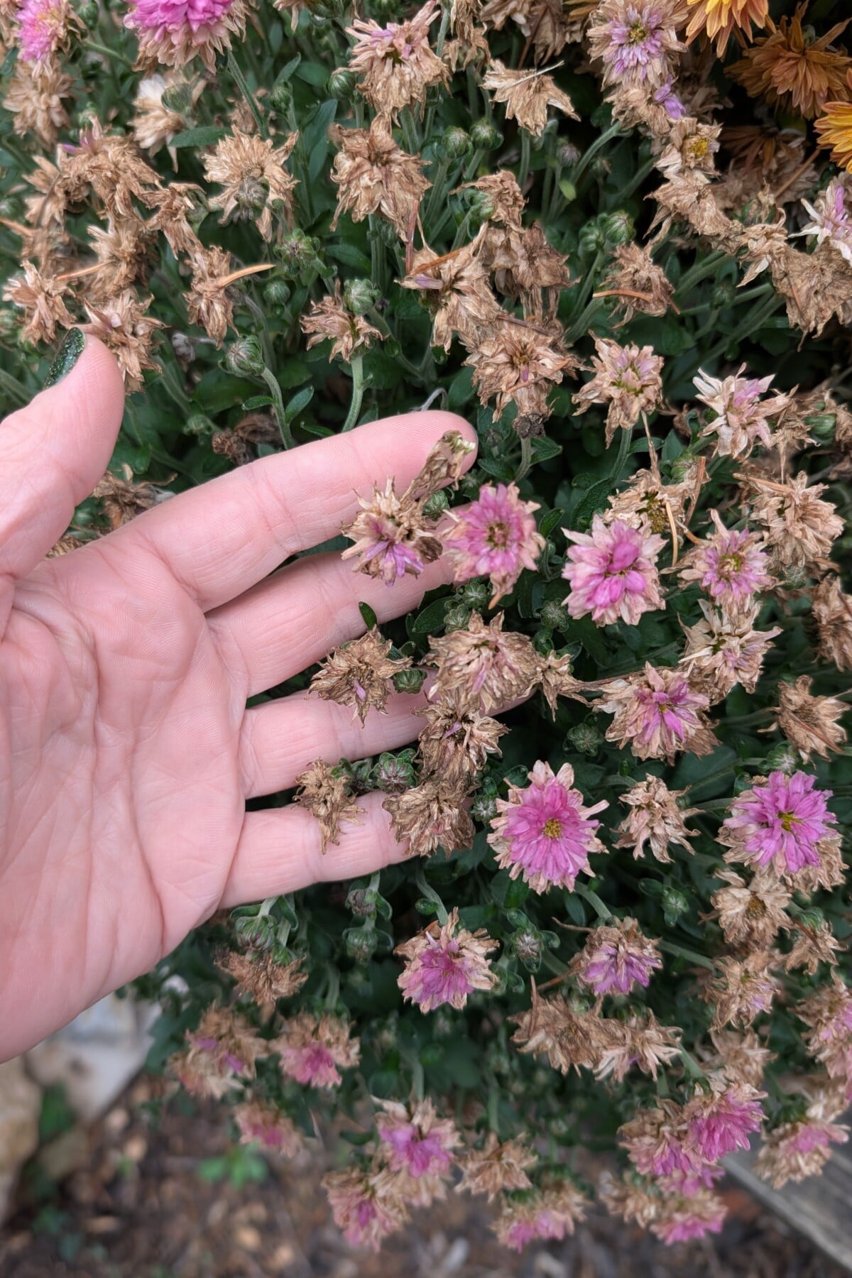 Brown, faded mum blooms