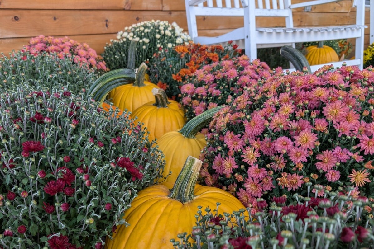 Patio decorated with mums and pumpkins