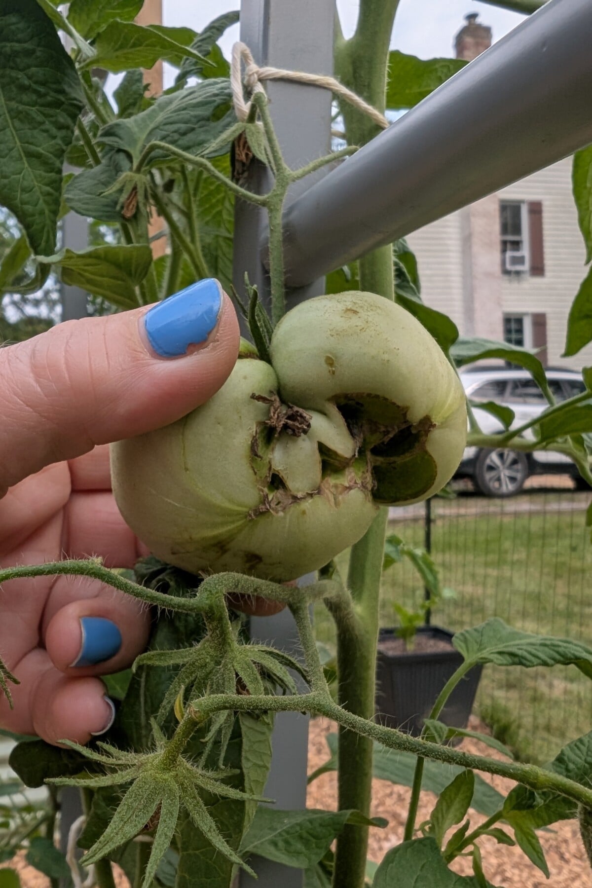 tomato with severe catfacing