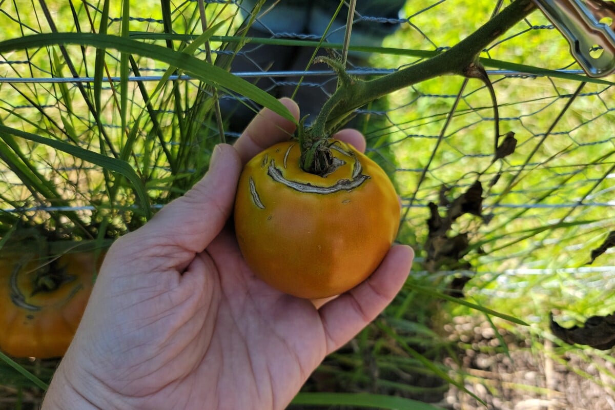 Tomato with concentric cracking