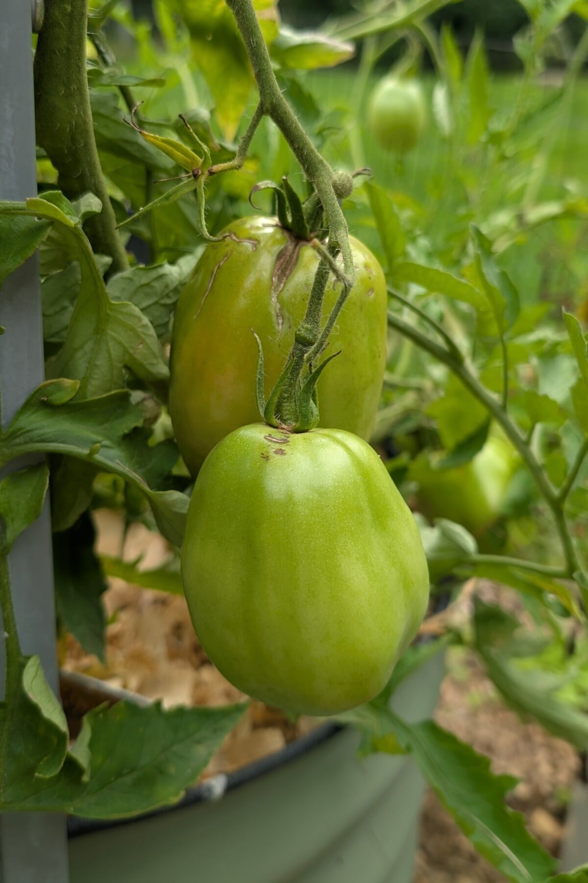Tomatoes, one with radial cracking