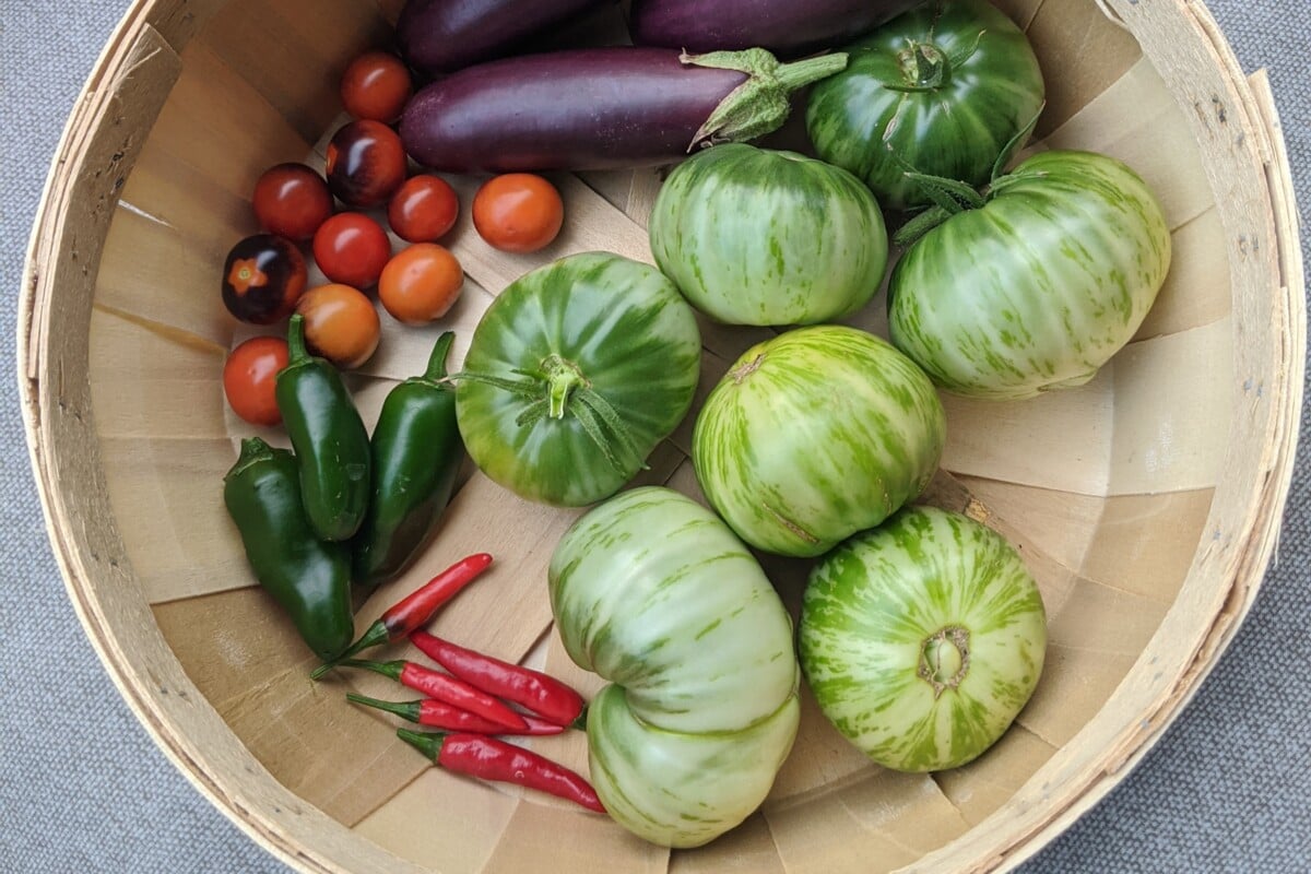 Green zebra tomatoes