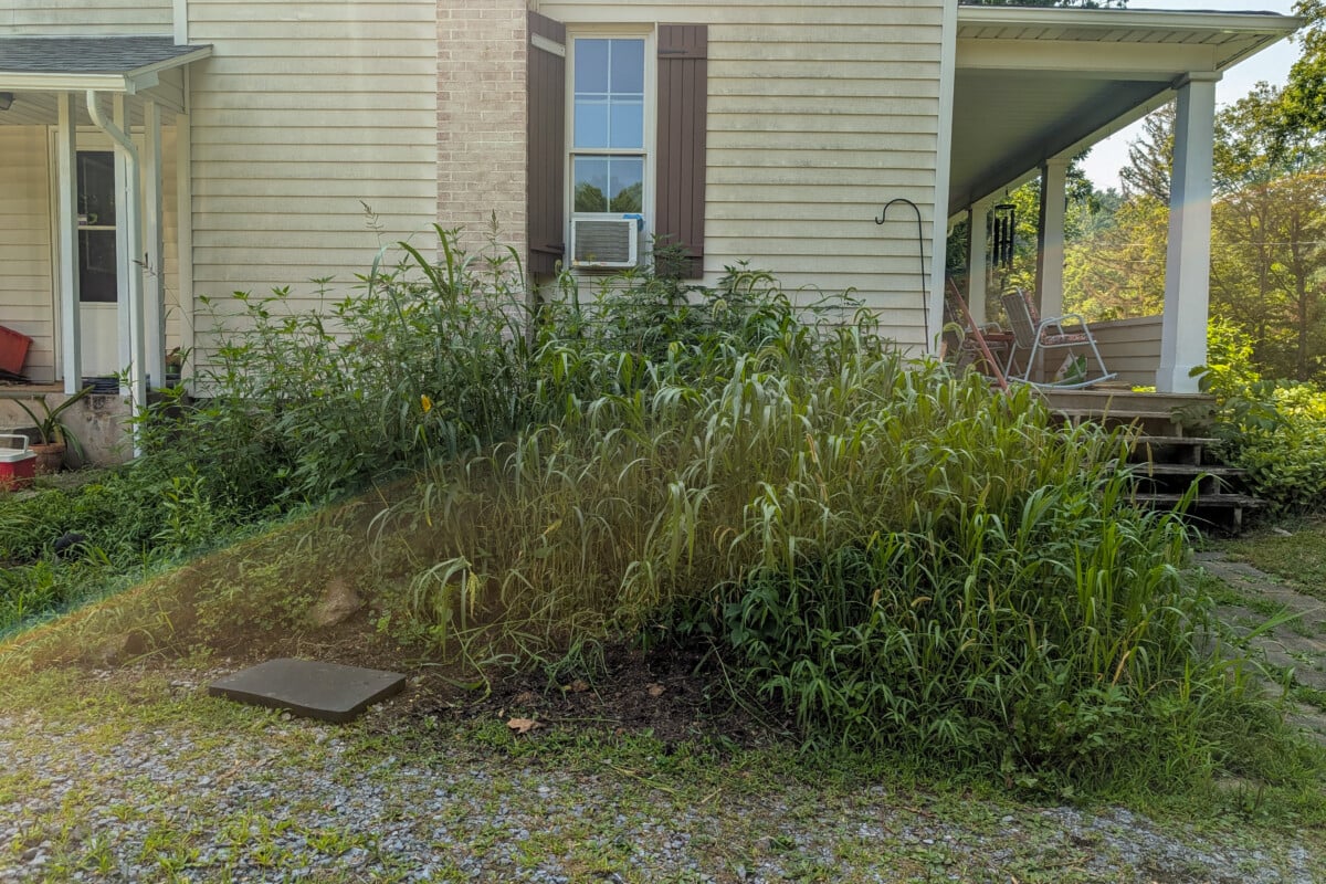 Overgrown flower bed