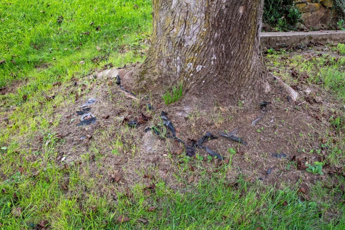 Landscape fabric around a tree
