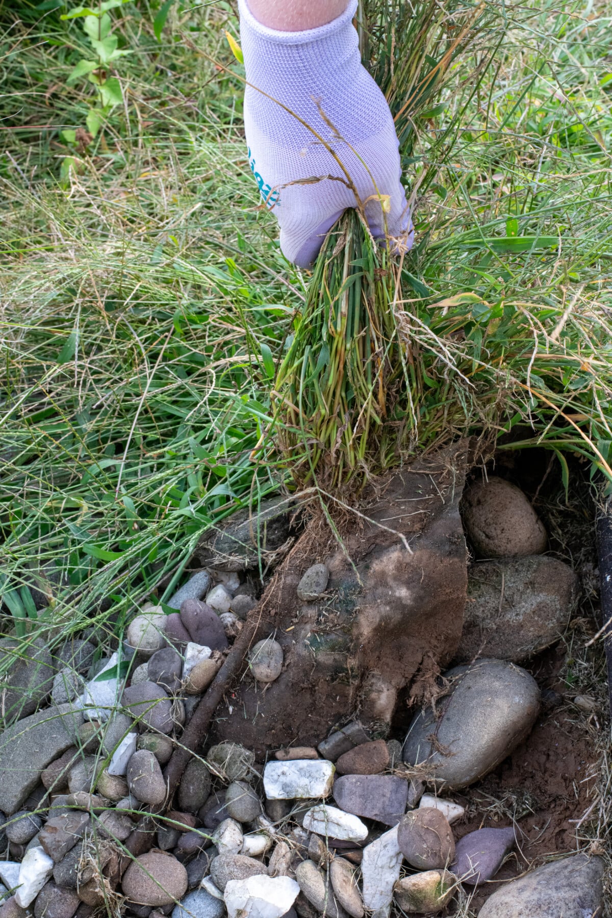 landscape fabric with weeds grown into it