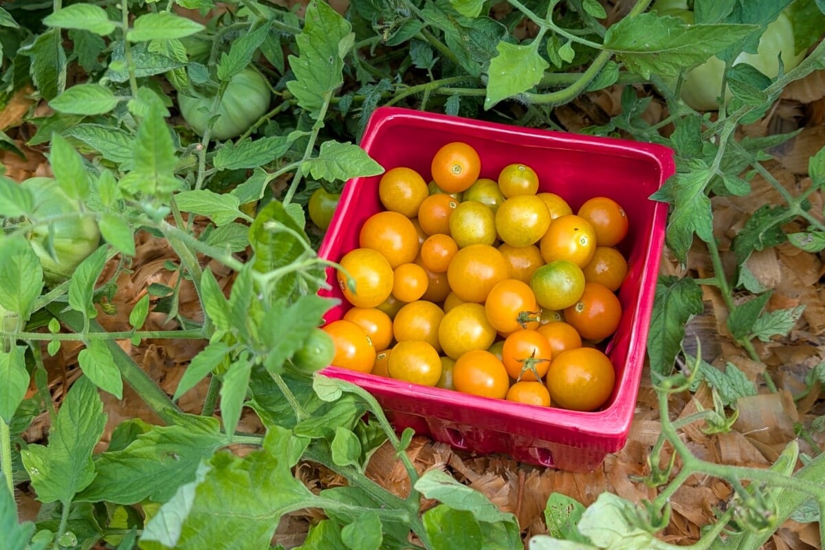 dish filled with freshly picked cherry tomatoes among tomato plants