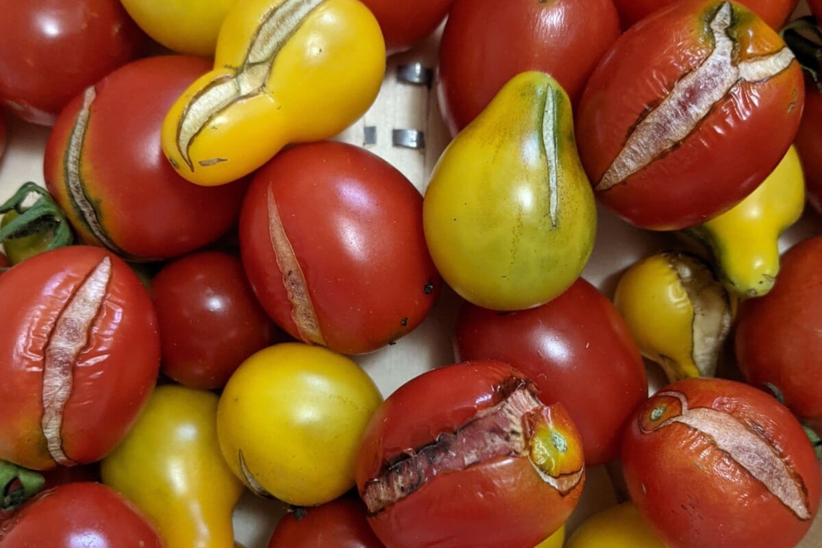 Tomatoes with radial cracking starting to rot