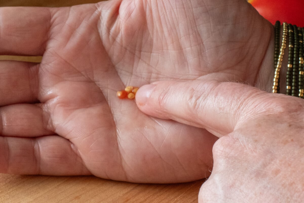 Woman's hand pointing to tomato seeds in the palm of her hand