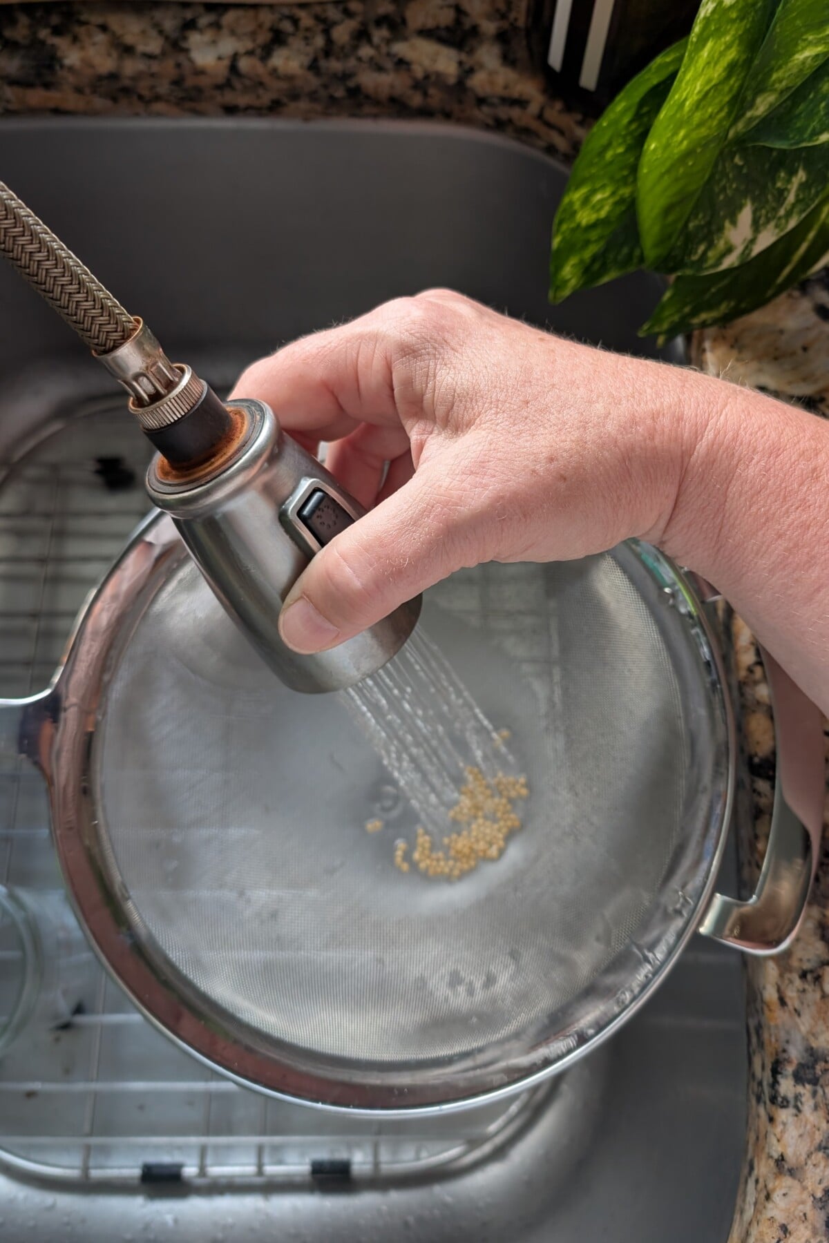 washing tomato seeds