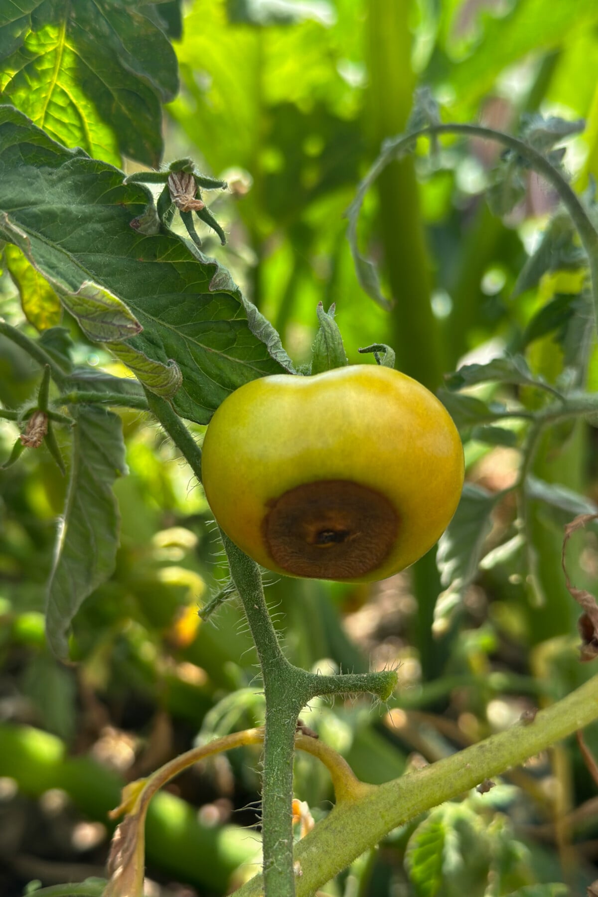 tomato with blossom end rot