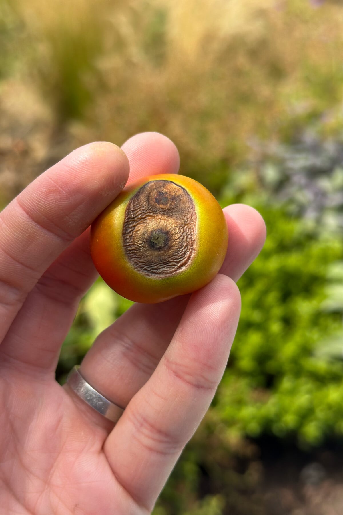 tomato with blossom end rot
