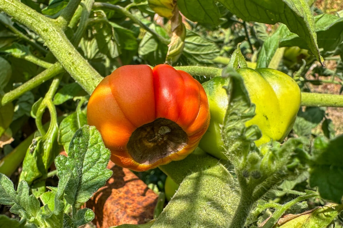 tomato with blossom end rot