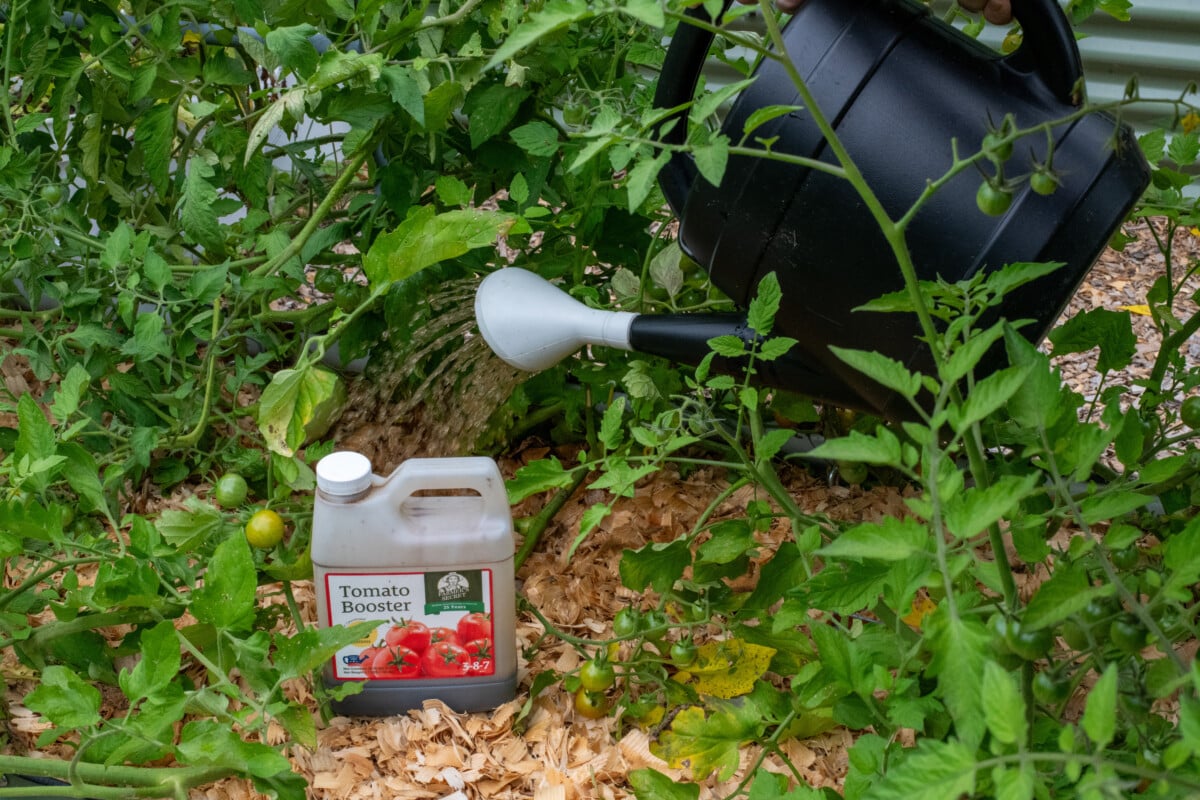 Fertilizing tomatoes with Farmer's Secret tomato booster