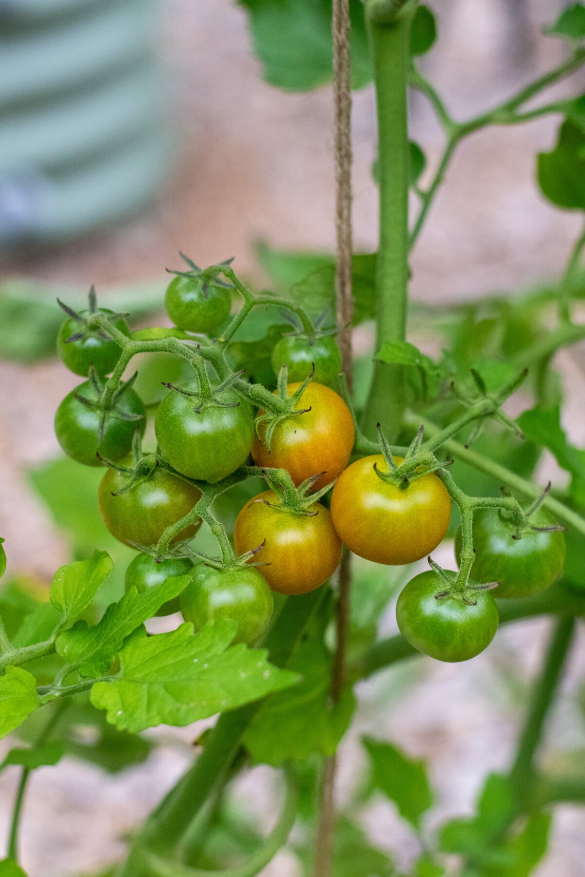 Sungold tomatoes