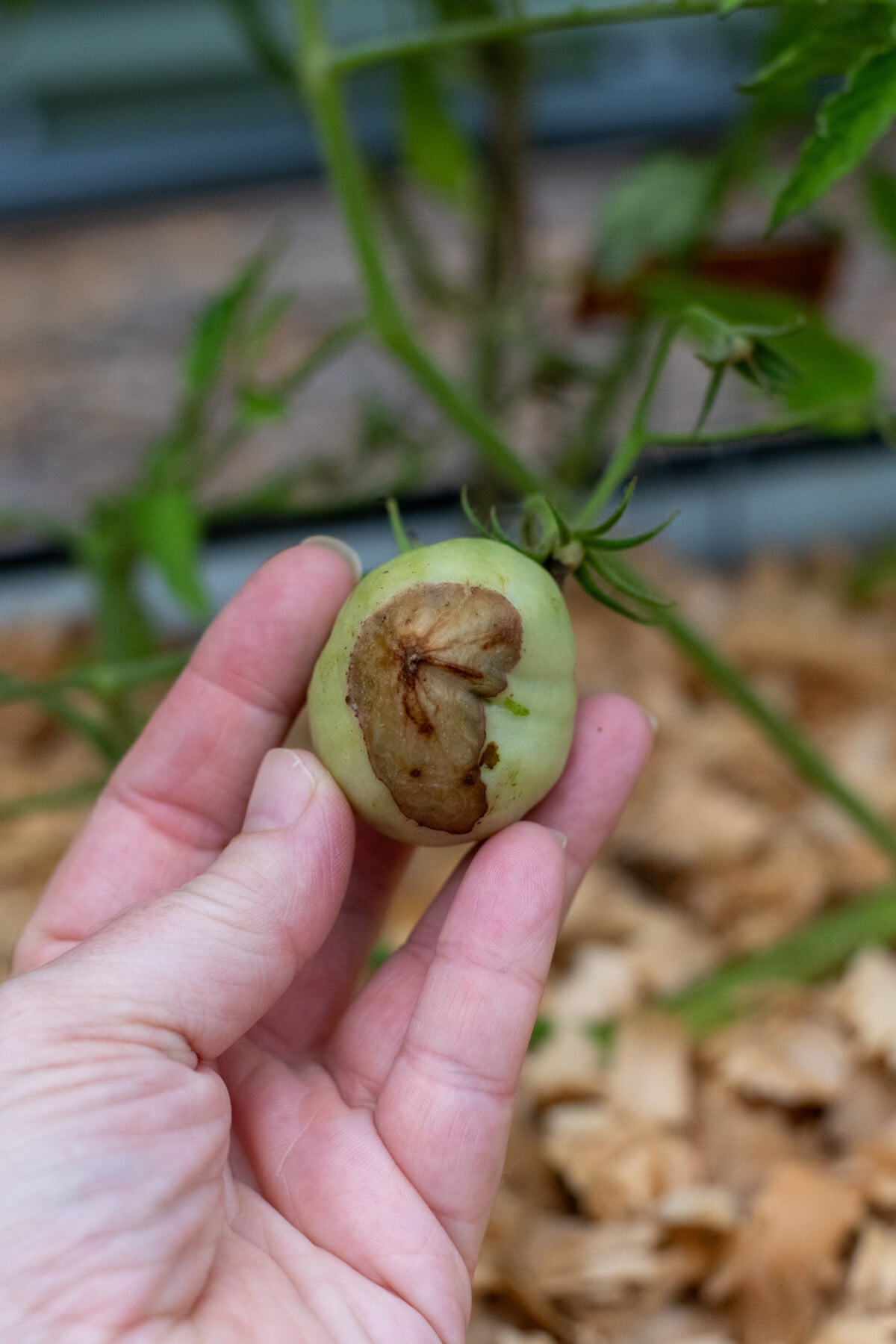 Tomato with blossom end rot
