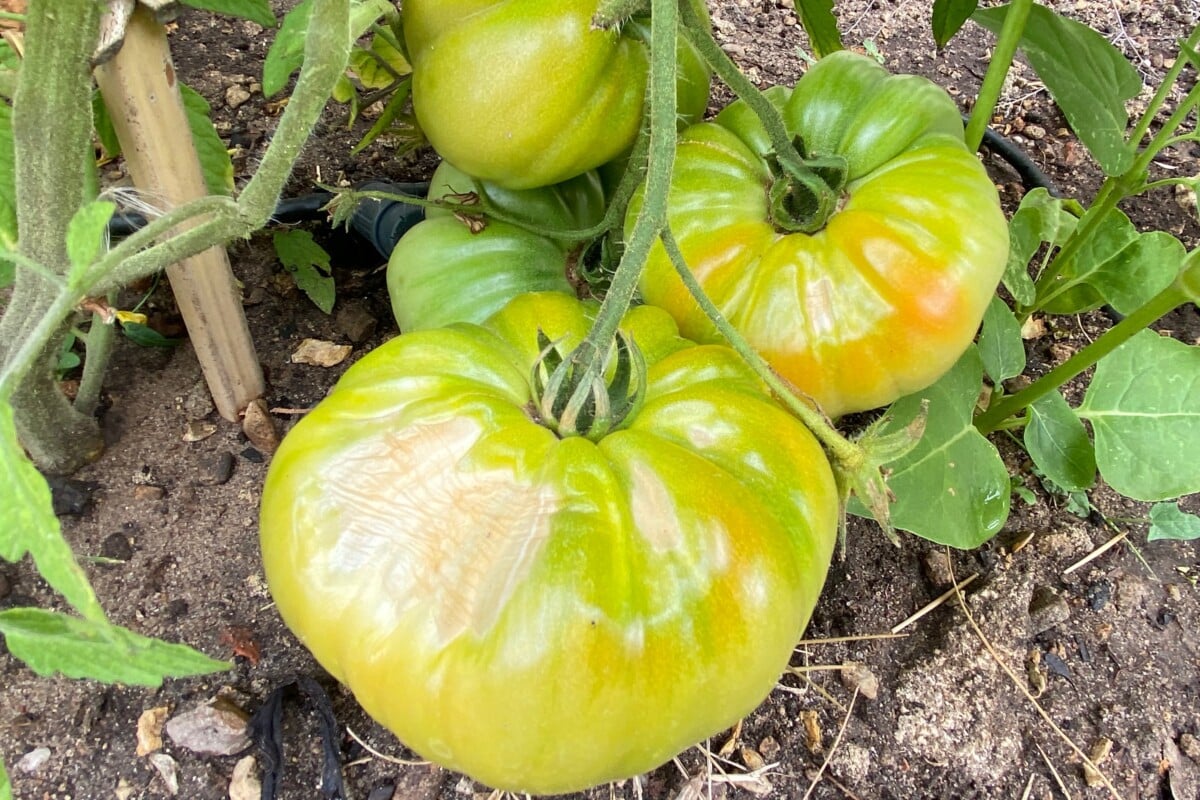 Tomato with sunscald