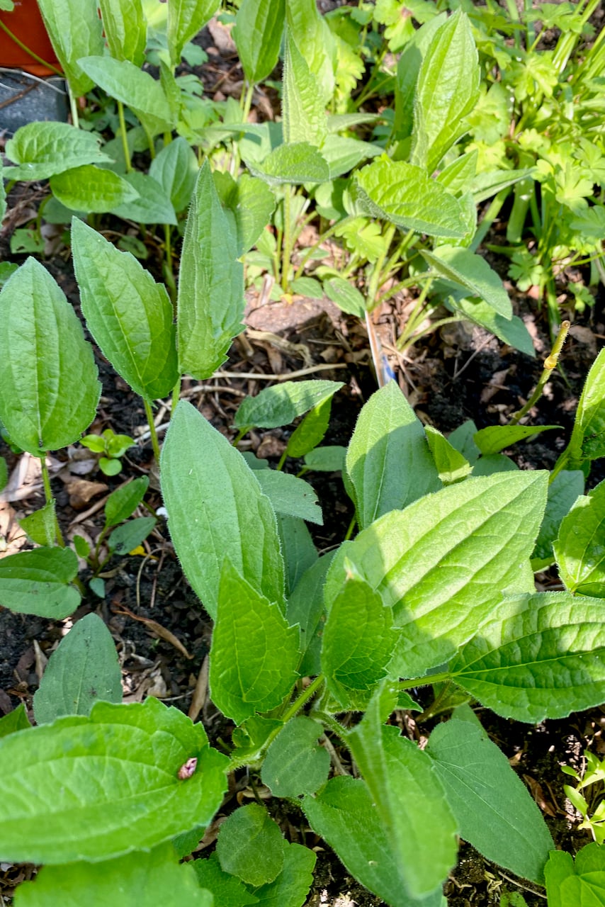 Newly sprouted Rudbekia