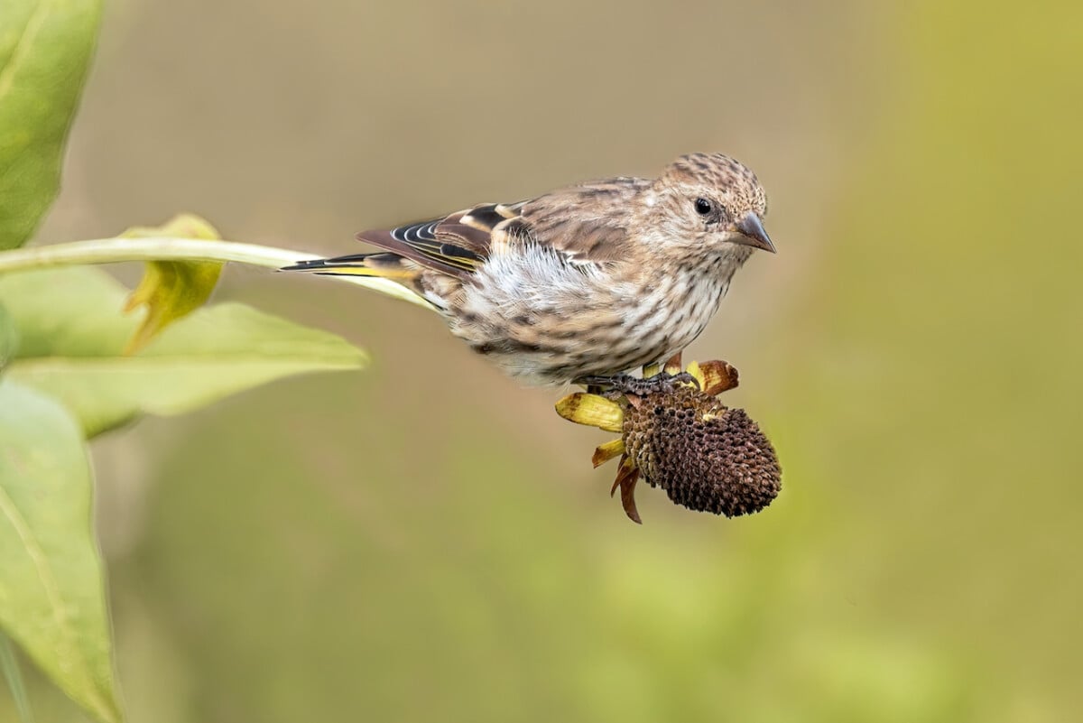Finch eating Rudbekia