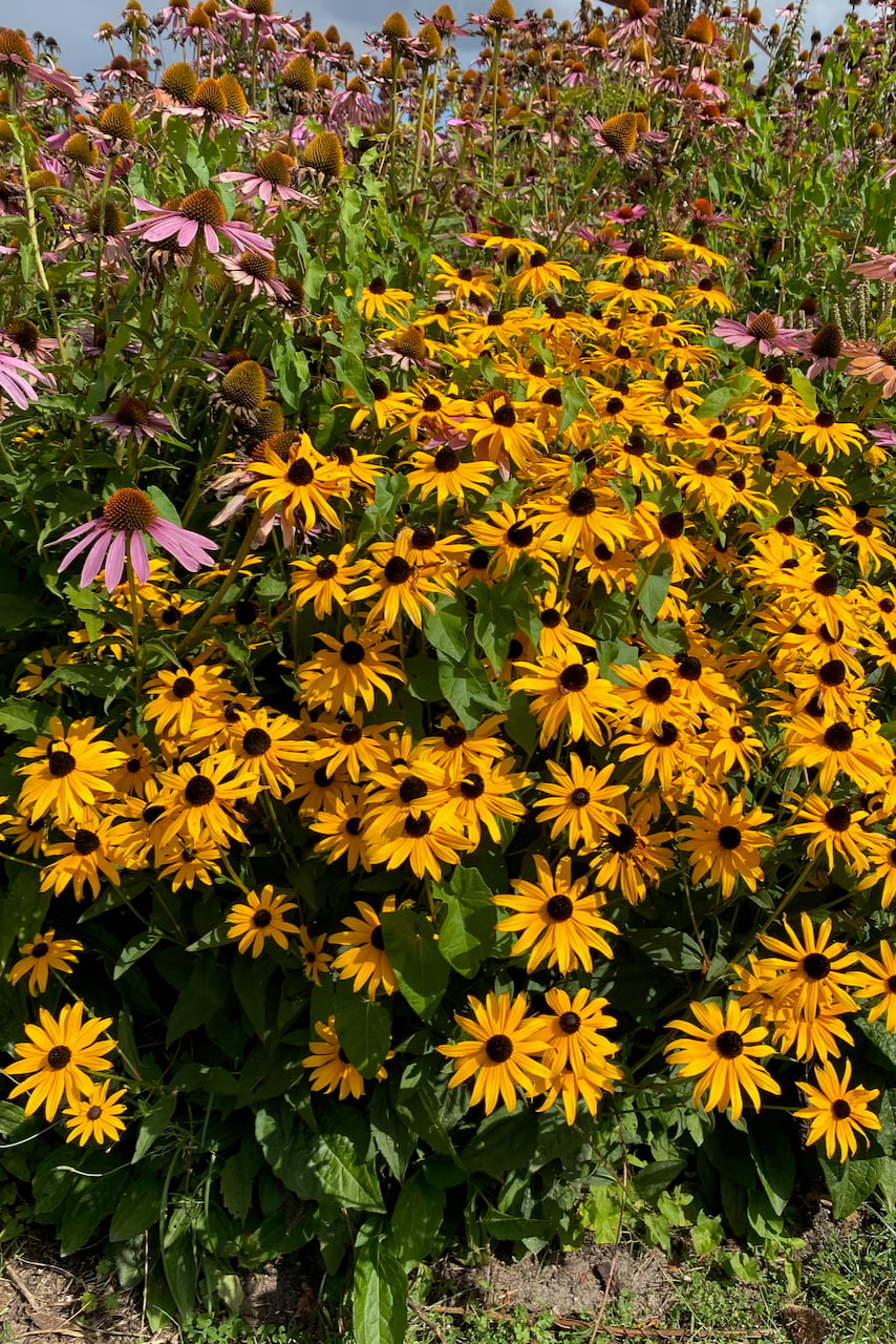 Rudbekia