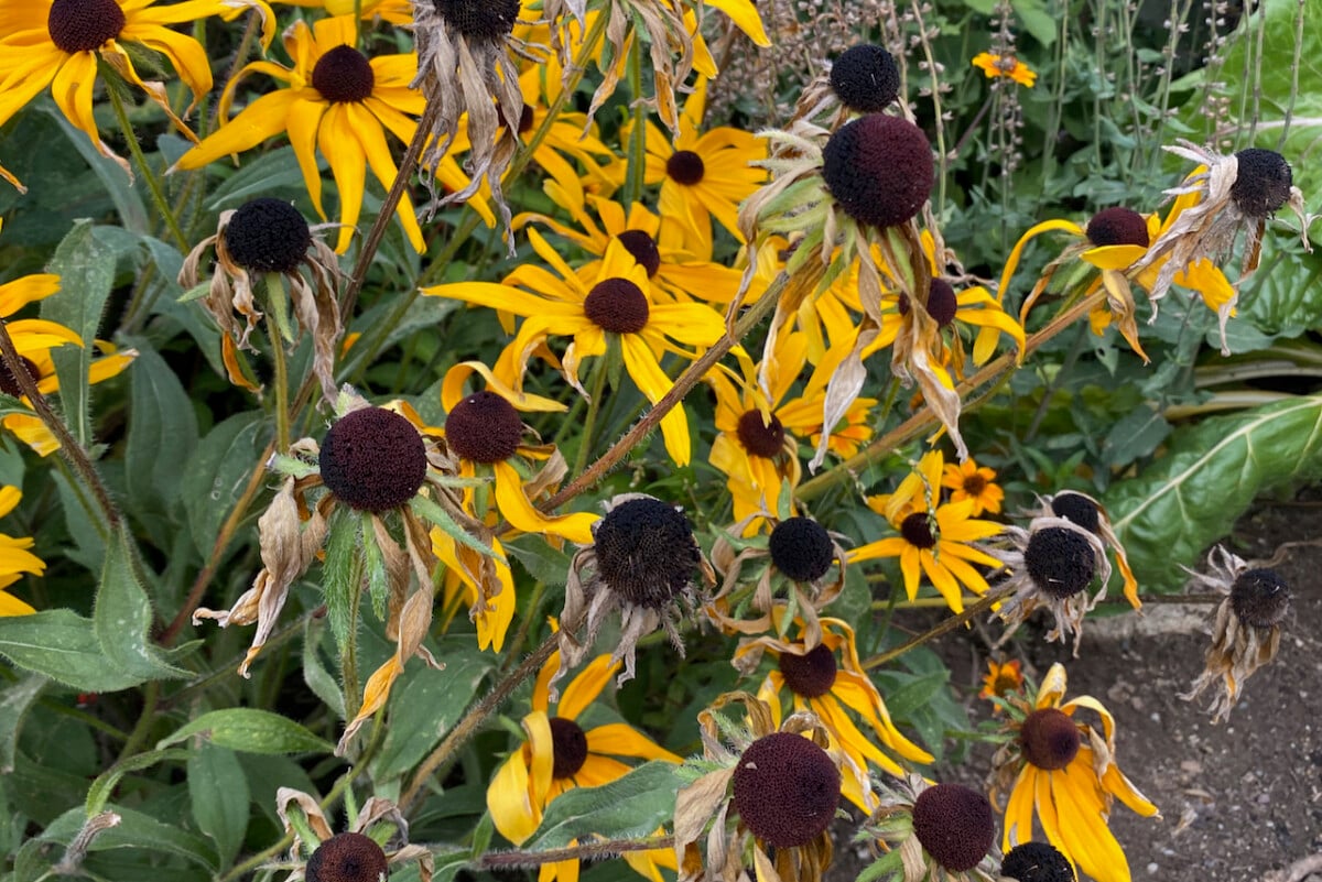 Rudbekia