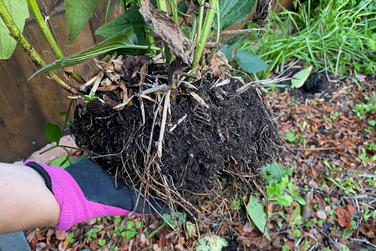 Transplanting a Rudbekia