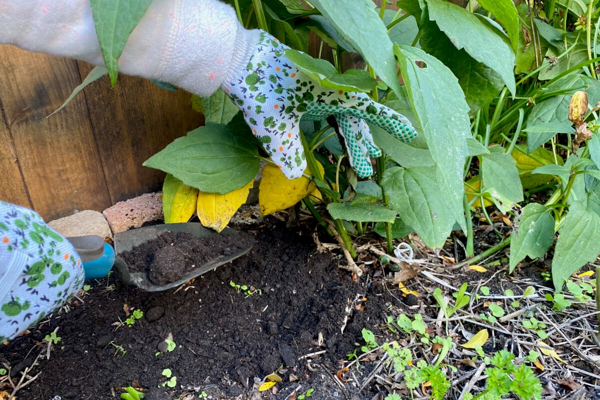 Transplanting Rudbekia