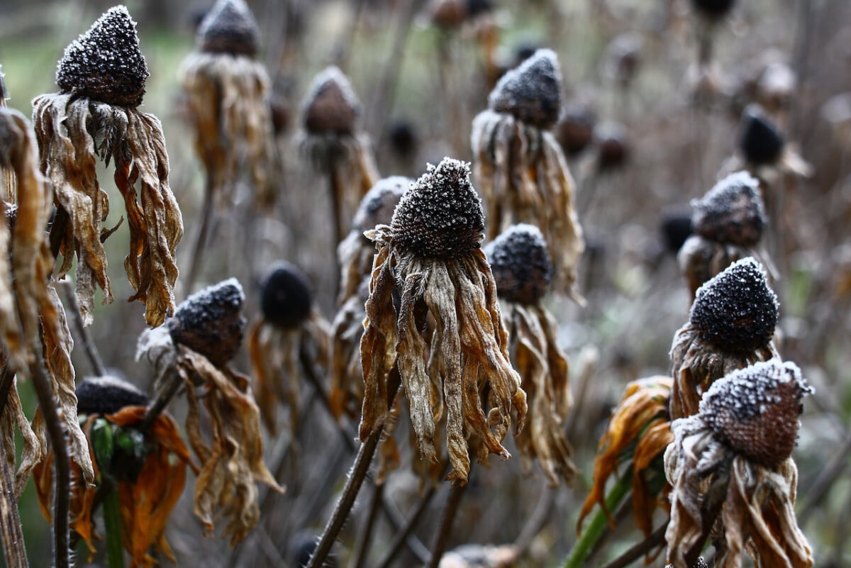 Rudbekia in the snow
