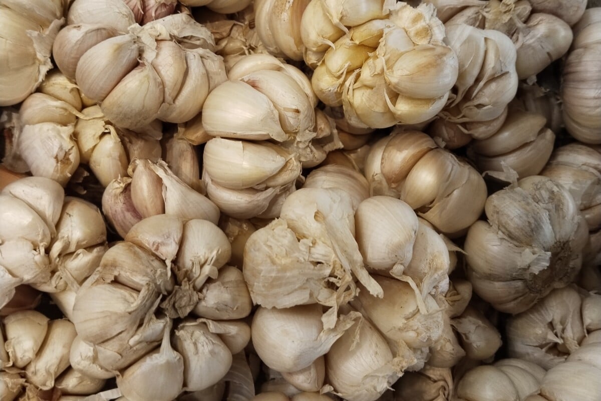 Garlic bulbs