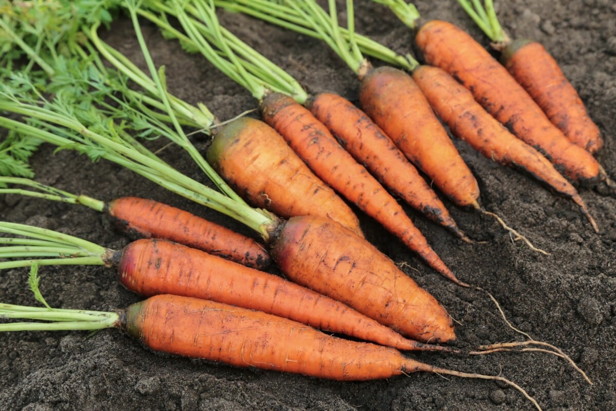 carrots