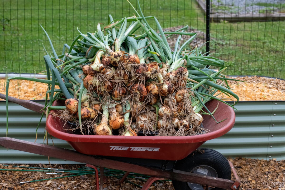Wheelbarrow filled with onions