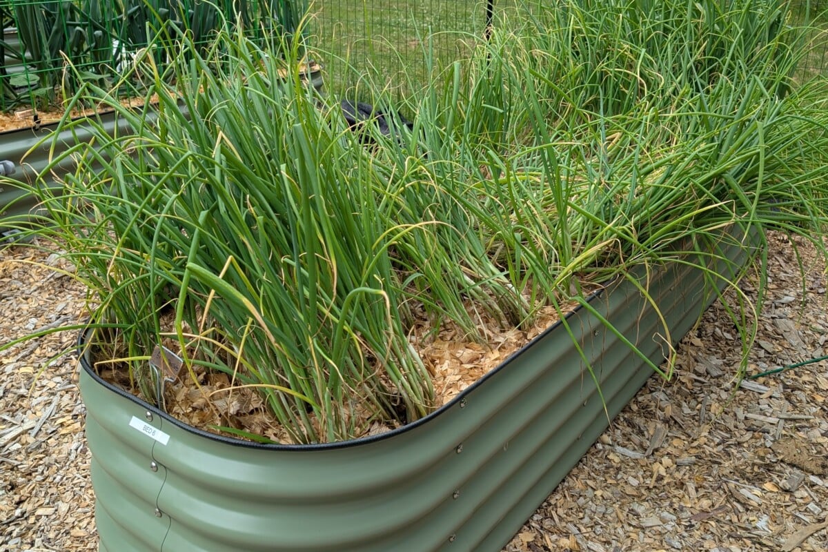 Shallots in a raised bed