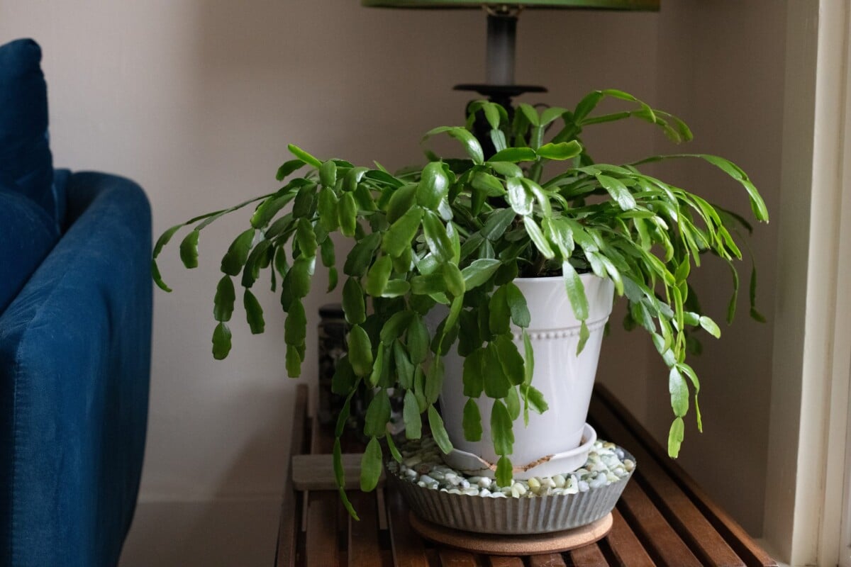 A Christmas cactus on a table near a dim window