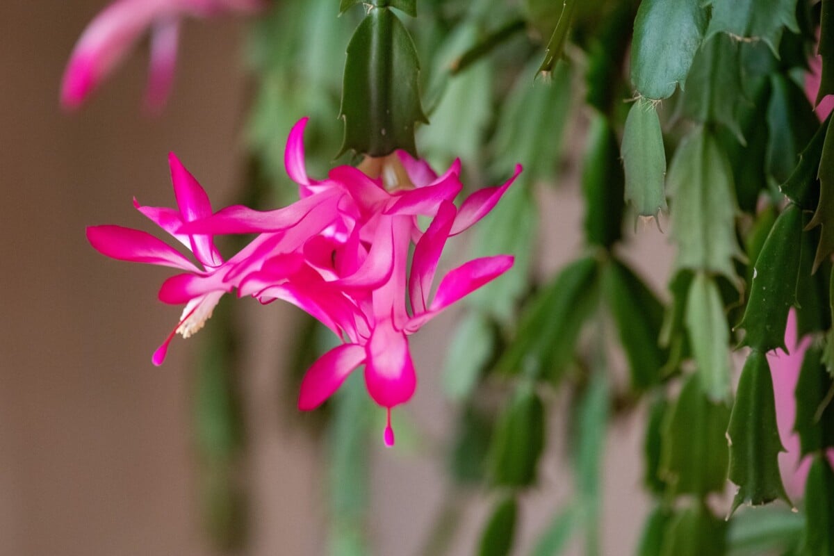 Hot pink Thanksgiving cactus blooms