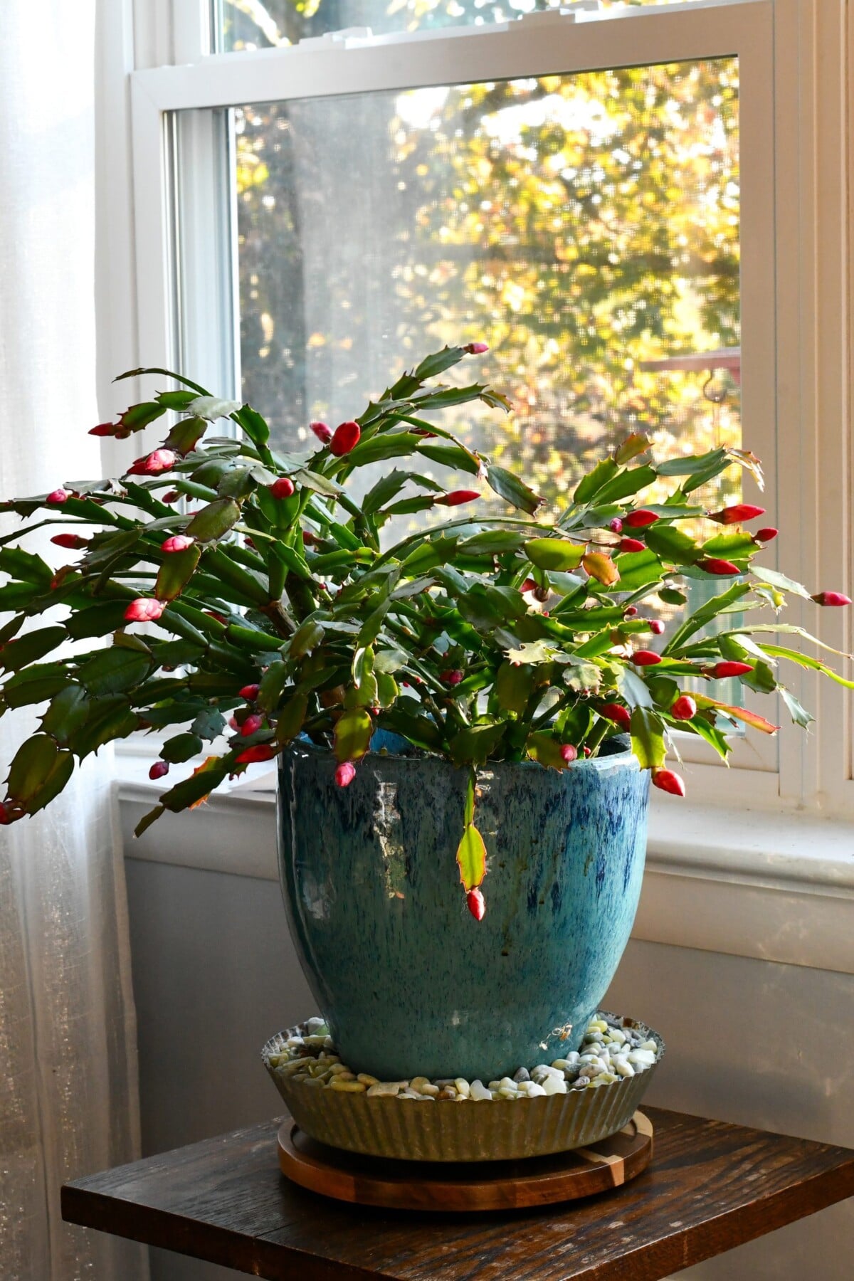 A Thanksgiving cactus on a plant stand next to a sunny window. The plant is covered in pink buds ready to open.