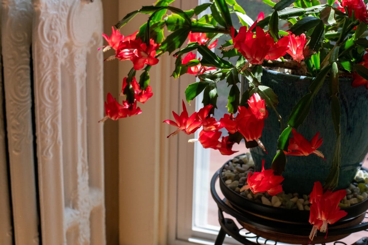 A Schlumbergera truncata, or Thanksgiving cactus covered in firey red blooms