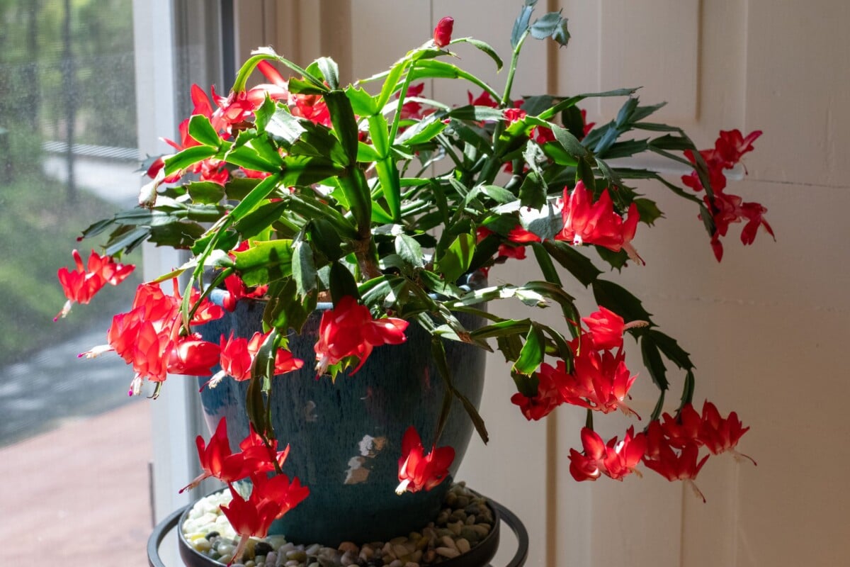 A Thanksgiving cactus in full bloom, with large red flowers.