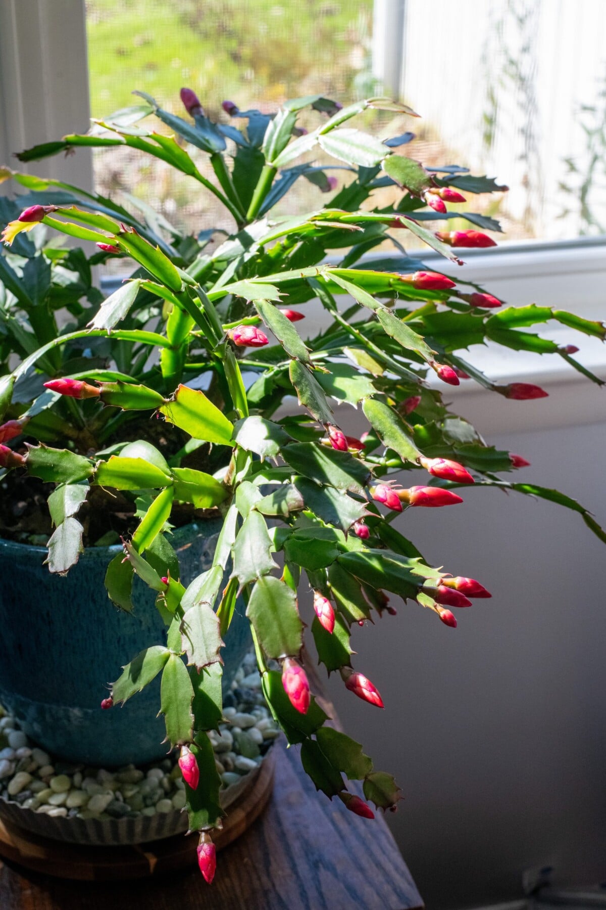 A Thanksgiving cactus in the sunshine near a window, covered in fat, pink buds