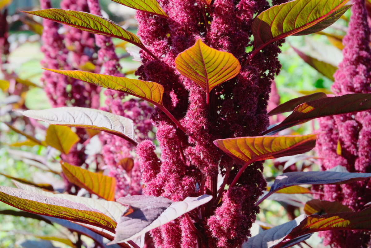 A ruby colored amaranth plant with green-red leaves