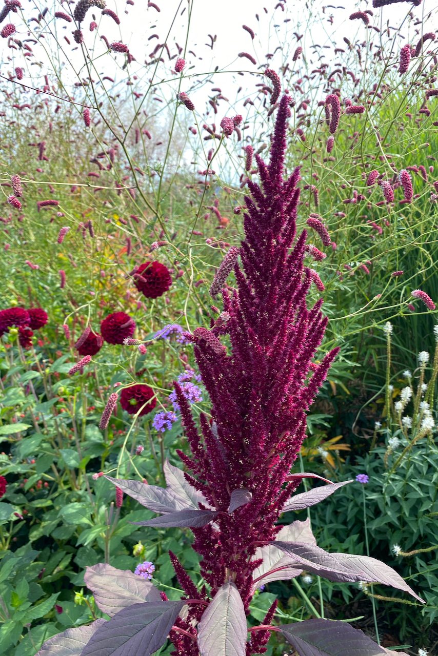 A burgundy-colored amaranth plant growing in a flower bed