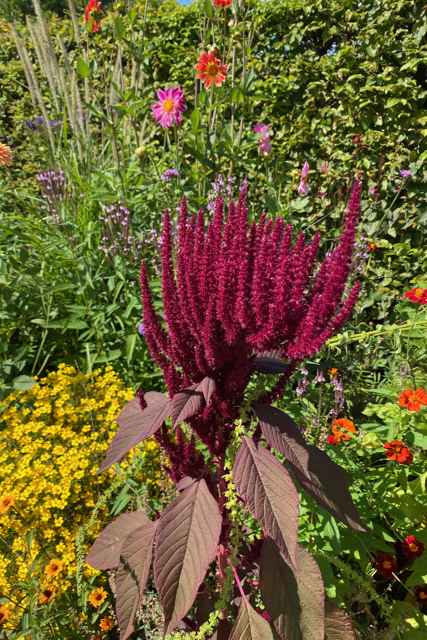 A burgundy-colored amaranth plant growing in a flower bed