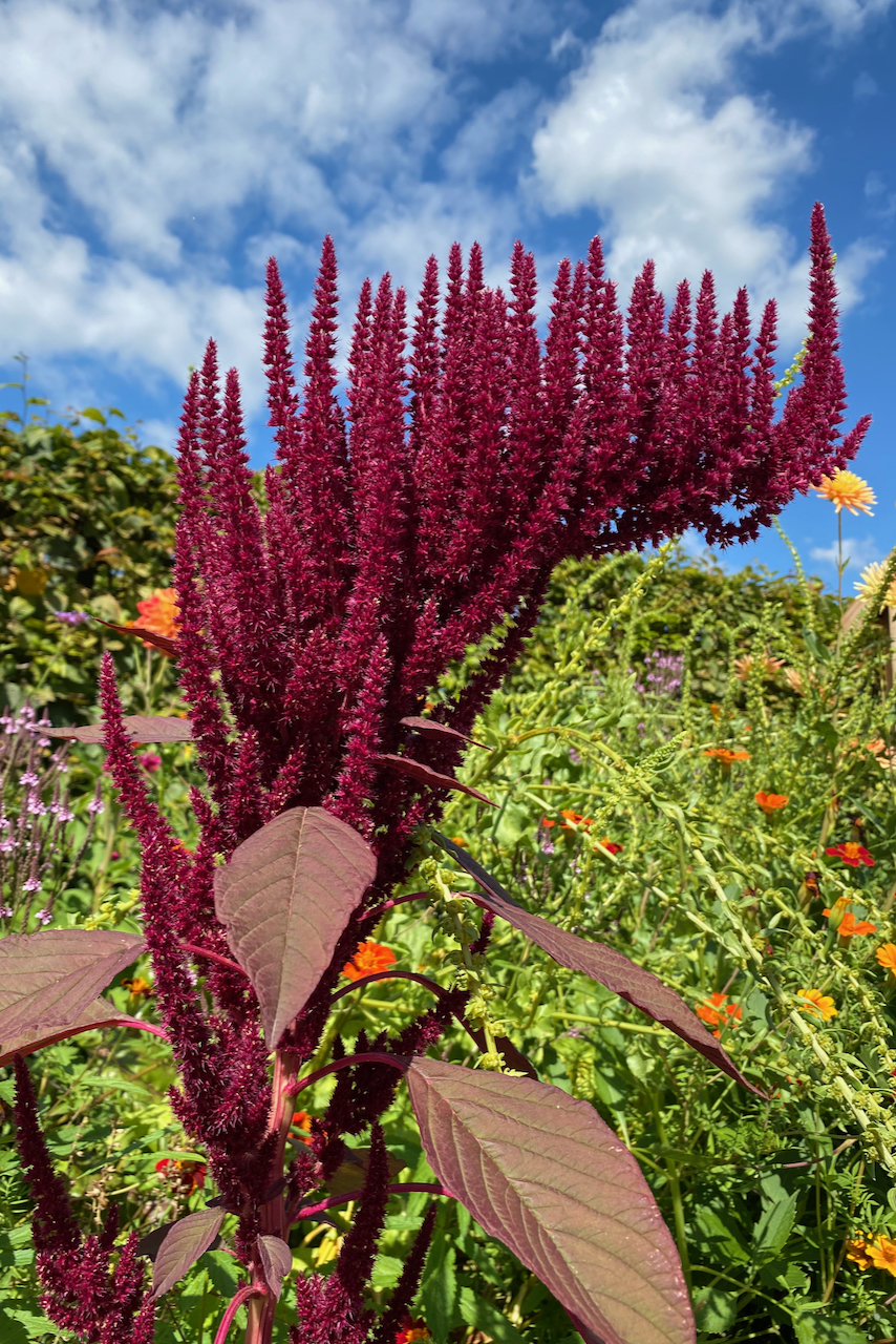 A large burgundy-colored amaranth plant growing with lots of spikey flower and seed heads