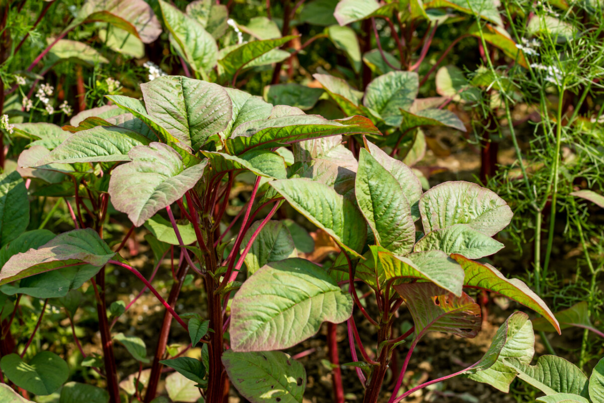 Young, reddish-green amaranth leaves